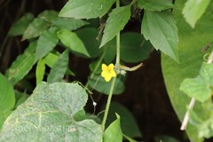 Cucumis melo var. melo